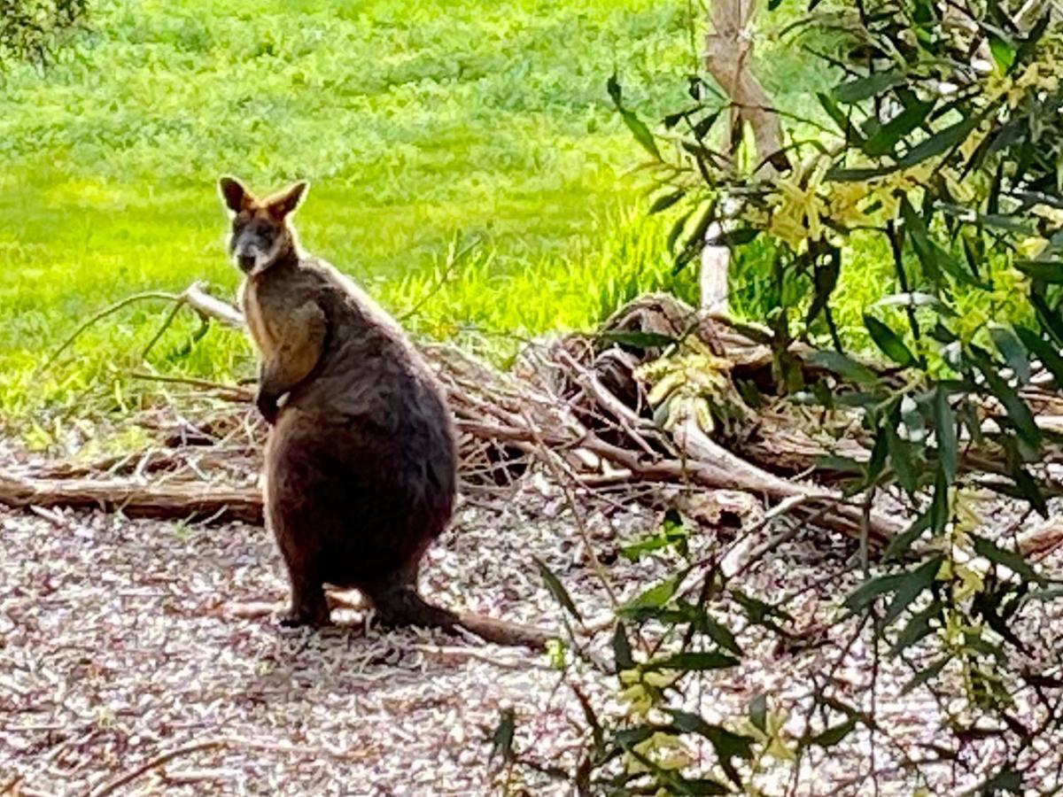 Phillip Island Nature Resort Villas カウズ エクステリア 写真