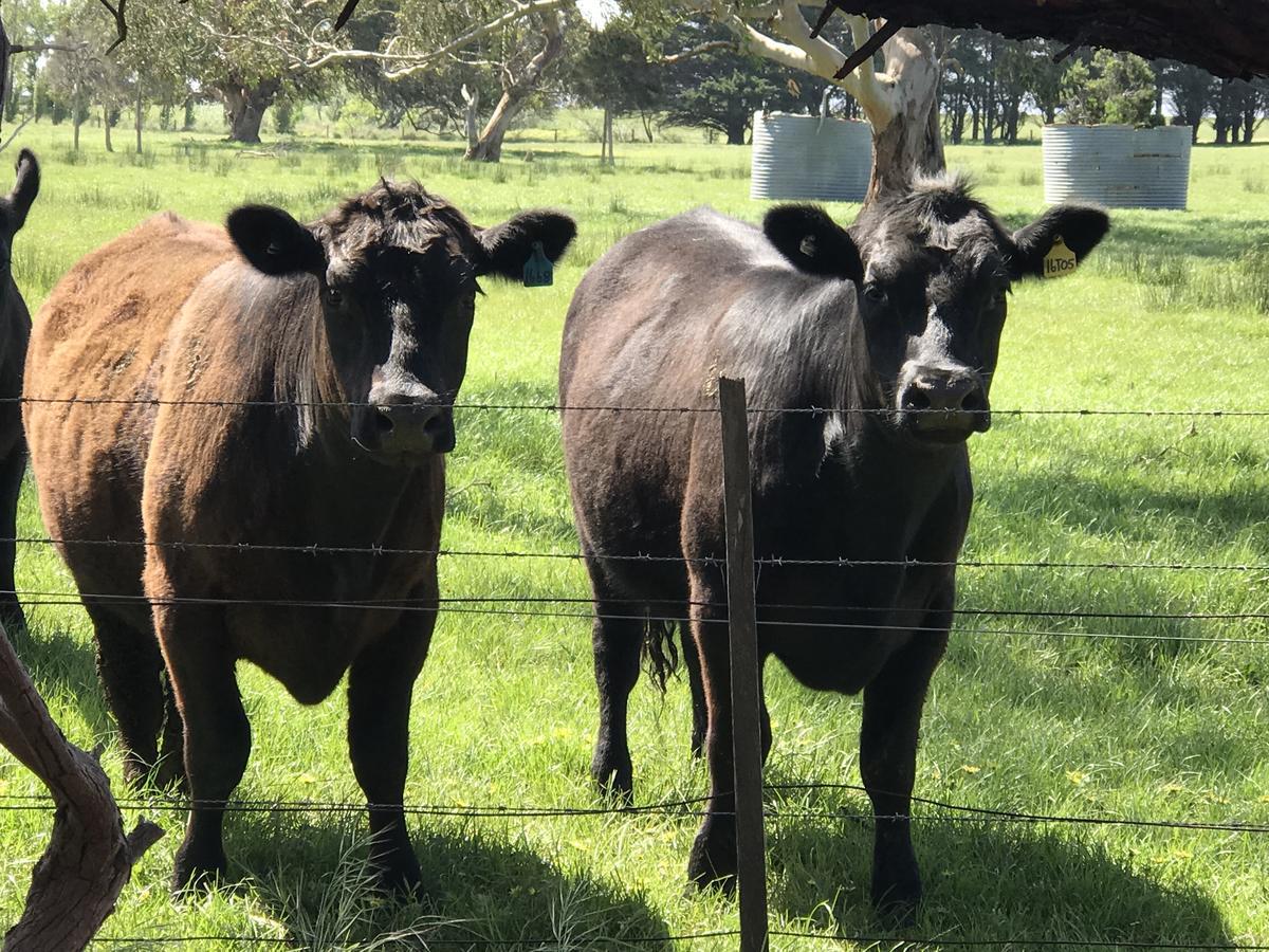 Phillip Island Nature Resort Villas カウズ エクステリア 写真